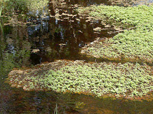 Ludwigia repens