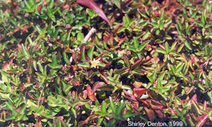 Ludwigia repens