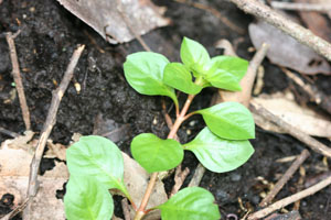 Ludwigia repens