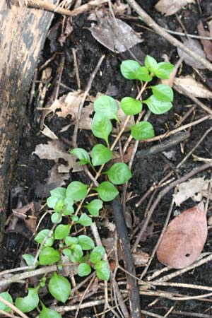 Ludwigia repens