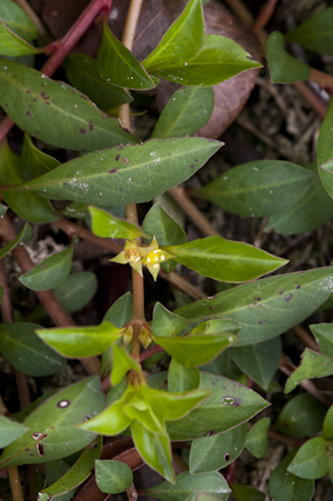 Ludwigia repens