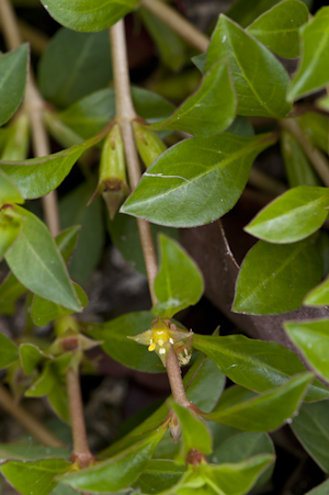 Ludwigia repens