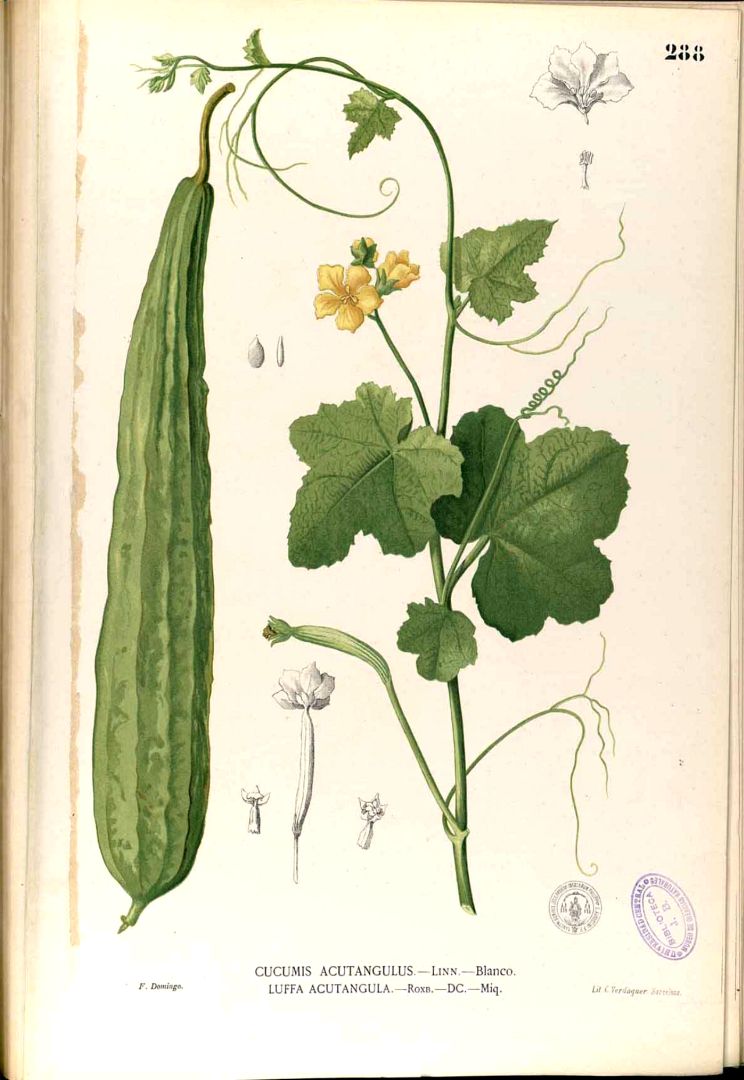 Luffa acutangula