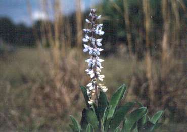 Lupinus diffusus