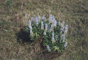 Lupinus diffusus