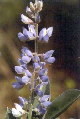 Lupinus diffusus