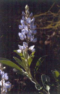 Lupinus diffusus