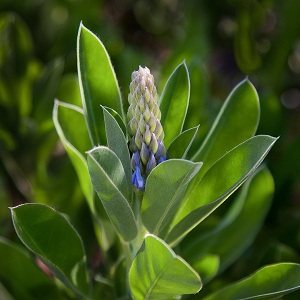 Lupinus diffusus