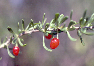 Lycium carolinianum