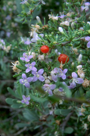 Lycium carolinianum