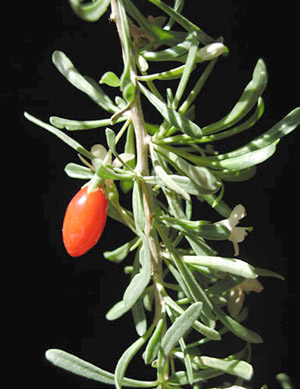 Lycium carolinianum