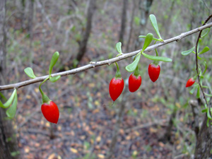 Lycium carolinianum