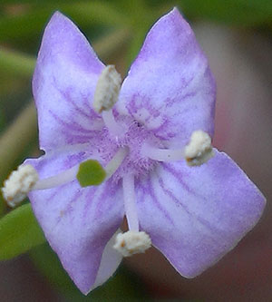 Lycium carolinianum