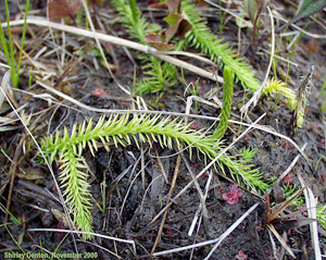 Lycopodiella appressa