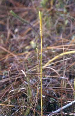 Lycopodiella caroliniana