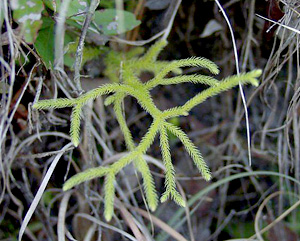 Lycopodiella cernua