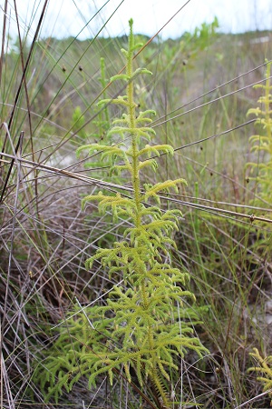 Lycopodiella cernua