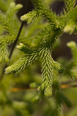 Lycopodiella cernua