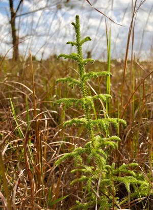 Lycopodiella cernua