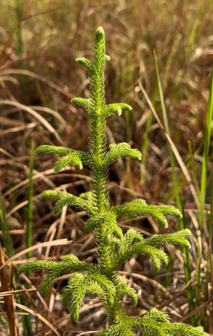 Lycopodiella cernua