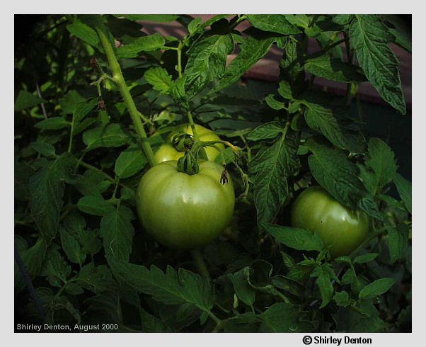 Solanum lycopersicum