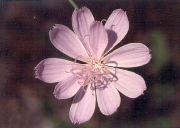 Lygodesmia aphylla