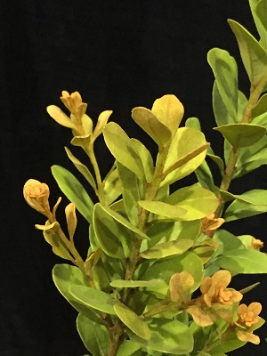 Lyonia ferruginea