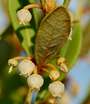 Lyonia fruticosa