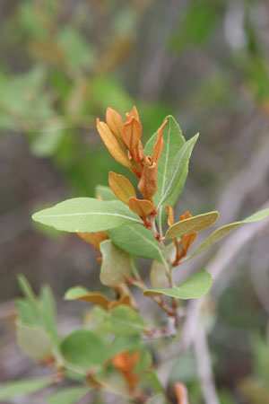 Lyonia fruticosa