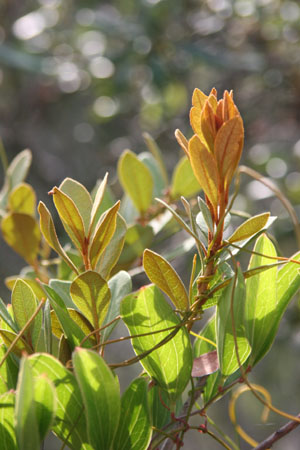 Lyonia fruticosa