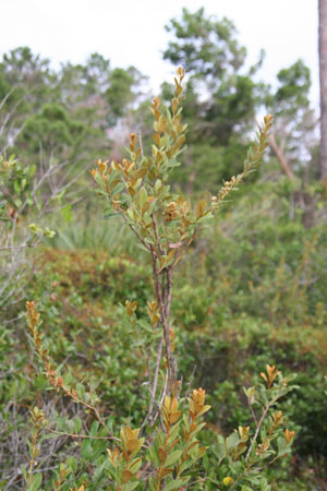 Lyonia fruticosa