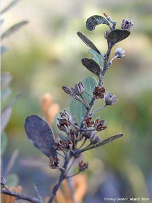 Lyonia fruticosa