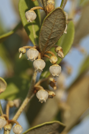 Lyonia fruticosa