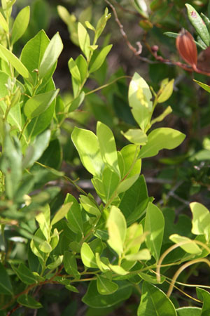 Lyonia lucida