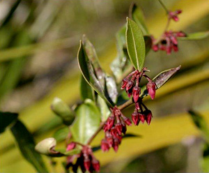 Lyonia lucida