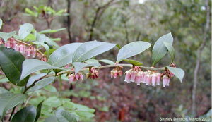 Lyonia lucida