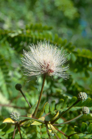 Lysiloma latisiliquum