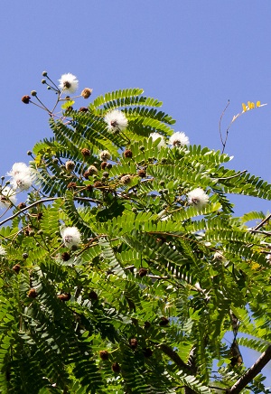 Lysiloma latisiliquum