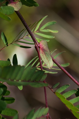 Lysiloma latisiliquum