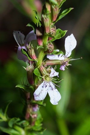 Lythrum alatum