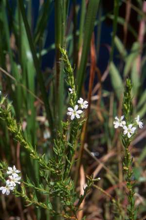 Lythrum lineare