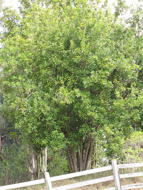 Macadamia integrifolia