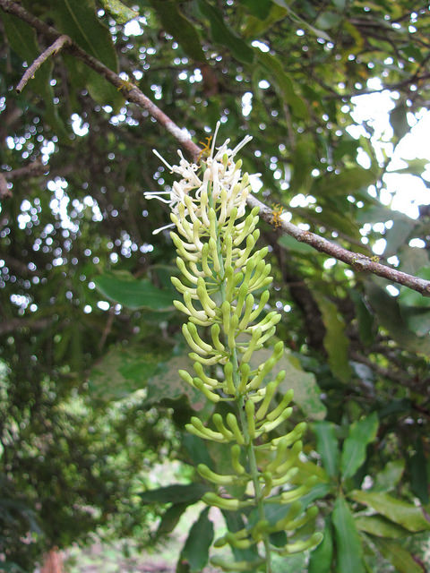 Macadamia integrifolia