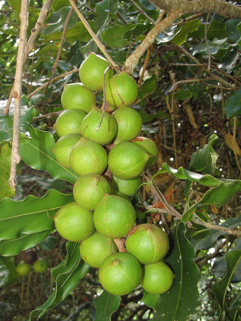 Macadamia integrifolia