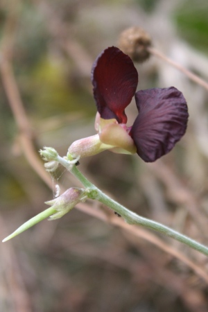 Macroptilium atropurpureum