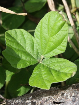 Macroptilium atropurpureum