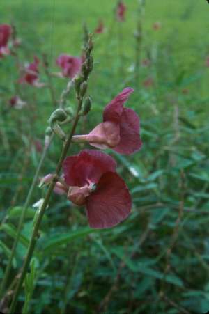 Macroptilium lathyroides