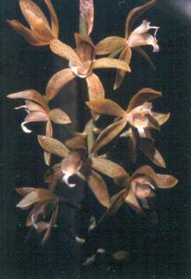 Macradenia lutescens