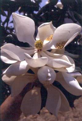 Magnolia grandiflora