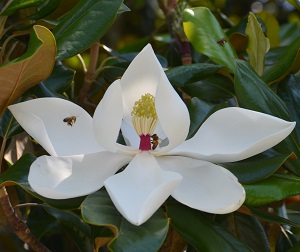 Magnolia grandiflora